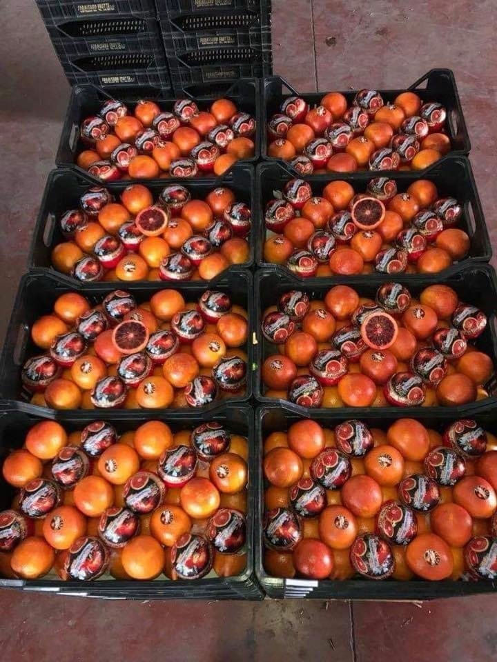 Citrus transported by HFK Enterprises