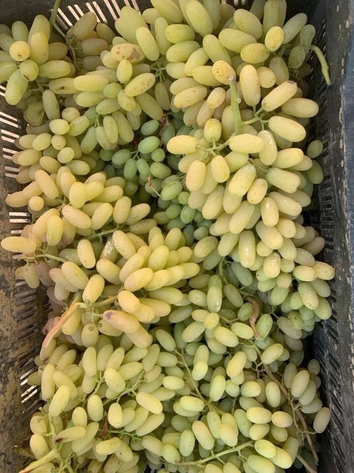 Grapes transported by HFK Enterprises