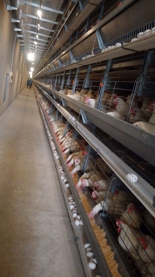 Long rows of layer hens in cages with fresh eggs on the collection belts at a poultry farm