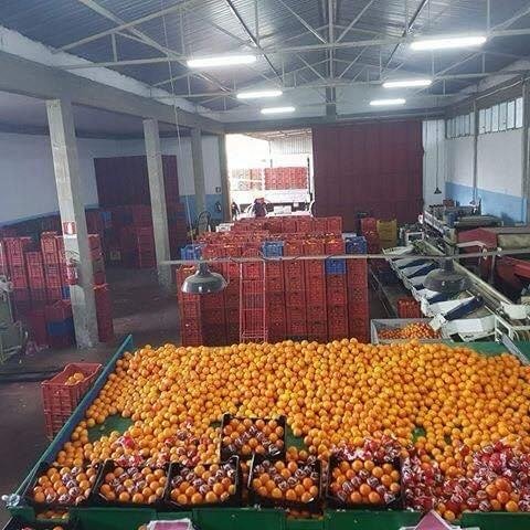 Packing house floor with citrus being sorted and crated