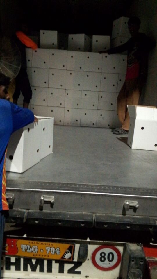 Workers stacking ventilated white cartons inside an HFK Schmitz refrigerated trailer from Quetta